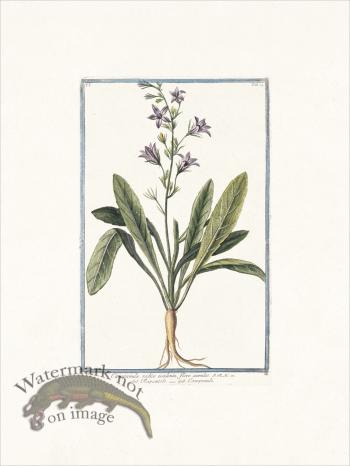 Bonelli 074 Edible bell flower